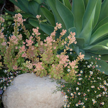 Garden Walkway Design