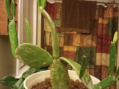 help!! my cactus is falling over