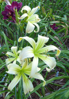 The best D daylilies 2023