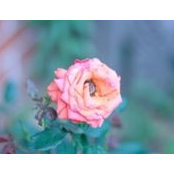 Dionne L. Glovers foto
