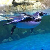 Laura Mosca's photo