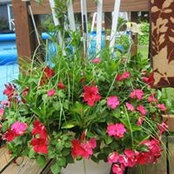Sandra Johnson's photo
