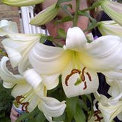 Jackie Lassaline's photo