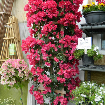 Tropicals