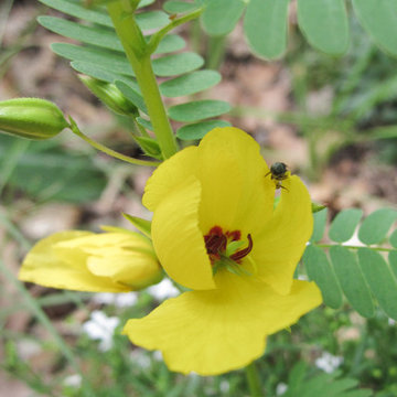 Chamaechrista fasciculata