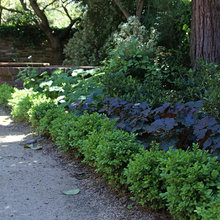 Hedge & Shrub