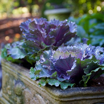 Autumnal Display Garden