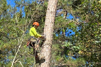 Atlanta R Tree Service and Landscaping Professional 4