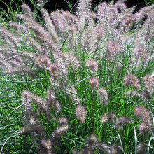 plants