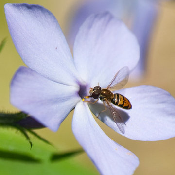 Wild Blue Phlox