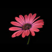 laya shravya's photo