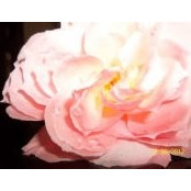 Jeanette Kappe's photo