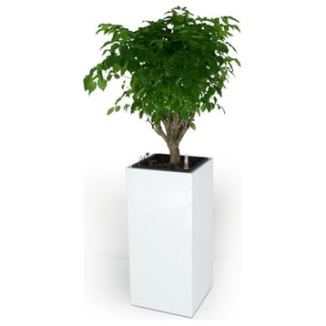 Catleza Composite Self-watering Square Planter Box - High , White, 11"
