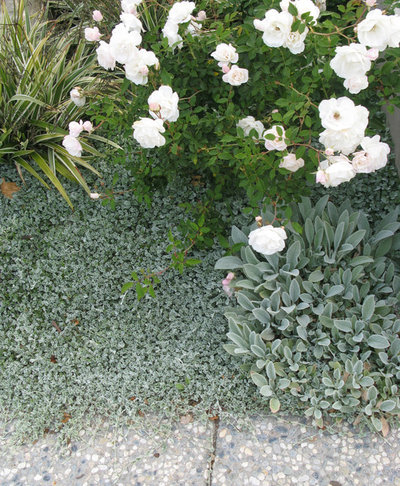 Trockener Garten? Diese 12 Dromedar-Pflanzen lieben Dürre