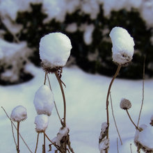 winter garden