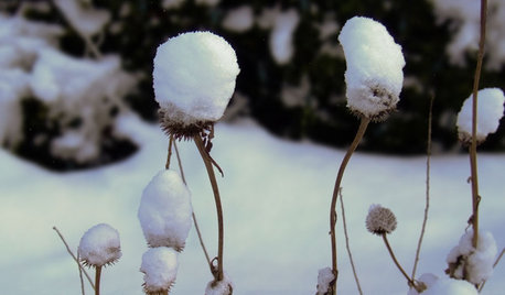 Der Garten im Dezember – was jetzt zu tun ist