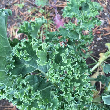 Vegetables + Herbs