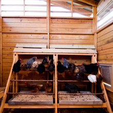 chickens