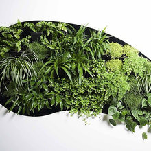mur vegetal