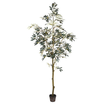 7' Potted Olive Tree 1175Lvs