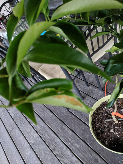 Clementine plant help