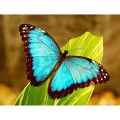 Doris Hichis foto