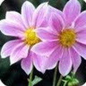 Photo de sukran cho