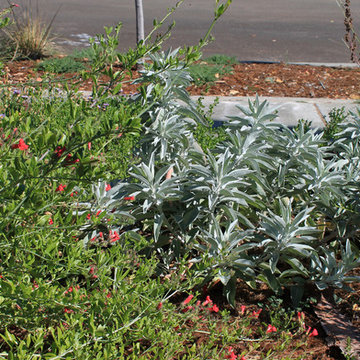 Wildlife-friendly front yard in Sunnyvale