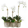 Three Sisters White Orchid Arrangement