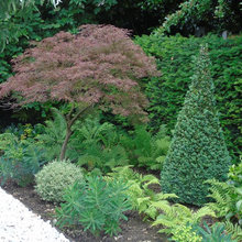 Foundation plantings