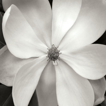 Fine Art Photograph, Magnolia III, Fine Art Paper Giclee
