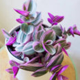RootedPot.com's profile photo