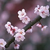 Susan Kozauer's photo