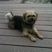 Foto von Wicket Mace