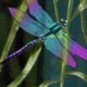 Michele Smith's photo