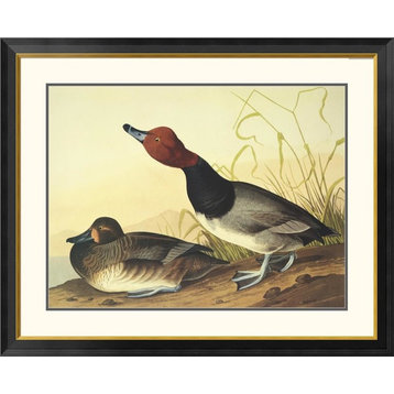 "Red-Headed Duck" Framed Digital Print by John James Audubon, 42x34"