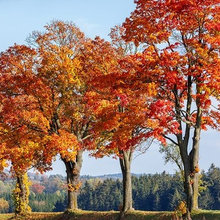 LARGE TREES