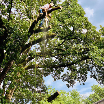 Hazardous Tree Removal