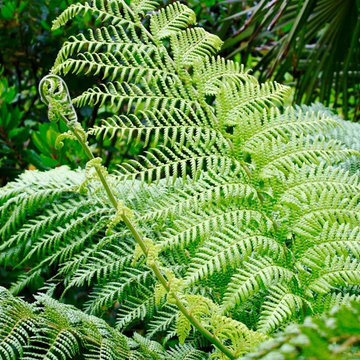 Tropical Garden Courtyard Gardens: Kent