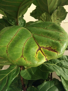 jade plant variegated Variegated Crassula Ovata Jade Tree main image 0