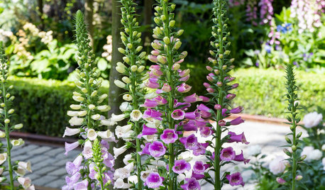 How to Design an Elegant Pink Garden