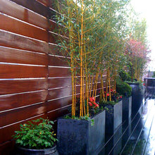 Bamboo
