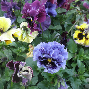 Annuals