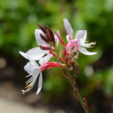 Great Design Plant: Gaura