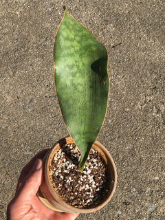 Help IDing a Sansevieria (S. grandis or masoniana?) | Houzz Forum