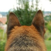 Foto von Hunor Bartha