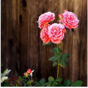 Yinyan Tang's photo