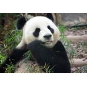 Foto von Lai Mun Chun