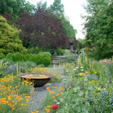 Poppies annuals