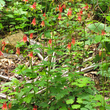 Fleurs
